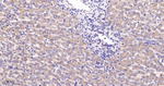 TRAP1 Antibody in Immunohistochemistry (Paraffin) (IHC (P))
