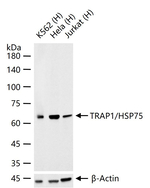TRAP1 Antibody in Western Blot (WB)