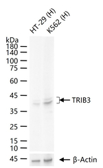 TRIB3 Antibody in Western Blot (WB)