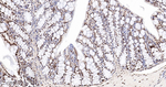 TRIM28 Antibody in Immunohistochemistry (Paraffin) (IHC (P))