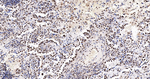 TRIM28 Antibody in Immunohistochemistry (Paraffin) (IHC (P))
