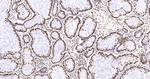 TRIM28 Recombinant Rabbit Monoclonal Antibody (7H4)