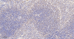 TRIM28 Antibody in Immunohistochemistry (Paraffin) (IHC (P))