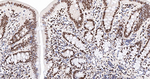 TRIM28 Antibody in Immunohistochemistry (Paraffin) (IHC (P))