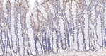 TRIM28 Antibody in Immunohistochemistry (Paraffin) (IHC (P))