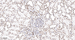 TRIM28 Antibody in Immunohistochemistry (Paraffin) (IHC (P))
