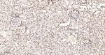 TRIM28 Antibody in Immunohistochemistry (Paraffin) (IHC (P))