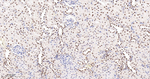 TRIM28 Antibody in Immunohistochemistry (Paraffin) (IHC (P))