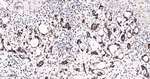TRIM28 Antibody in Immunohistochemistry (Paraffin) (IHC (P))