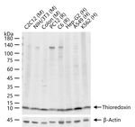 Thioredoxin 1 Recombinant Rabbit Monoclonal Antibody (19C19)