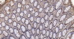 Thioredoxin 1 Antibody in Immunohistochemistry (Paraffin) (IHC (P))