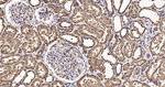 Thioredoxin 1 Antibody in Immunohistochemistry (Paraffin) (IHC (P))