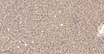 Thioredoxin 1 Antibody in Immunohistochemistry (Paraffin) (IHC (P))