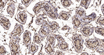 Thioredoxin 1 Antibody in Immunohistochemistry (Paraffin) (IHC (P))