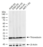 Thioredoxin 1 Antibody in Western Blot (WB)