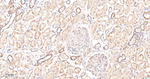 UBE1 Antibody in Immunohistochemistry (Paraffin) (IHC (P))