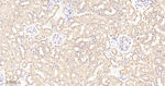 UBE1 Antibody in Immunohistochemistry (Paraffin) (IHC (P))