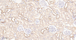 UBE1 Antibody in Immunohistochemistry (Paraffin) (IHC (P))