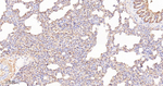 UBE1 Antibody in Immunohistochemistry (Paraffin) (IHC (P))