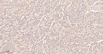 UBE1 Recombinant Rabbit Monoclonal Antibody (7D16)