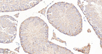 UBE1 Antibody in Immunohistochemistry (Paraffin) (IHC (P))