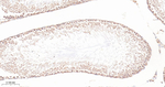 UBE1 Antibody in Immunohistochemistry (Paraffin) (IHC (P))
