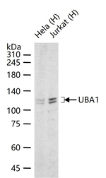 UBE1 Antibody in Western Blot (WB)