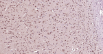 Ub-K48 Antibody in Immunohistochemistry (Paraffin) (IHC (P))
