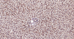 Ub-K48 Antibody in Immunohistochemistry (Paraffin) (IHC (P))