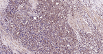 Ub-K48 Antibody in Immunohistochemistry (Paraffin) (IHC (P))