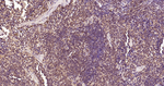 Ub-K48 Antibody in Immunohistochemistry (Paraffin) (IHC (P))