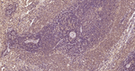 Ub-K48 Antibody in Immunohistochemistry (Paraffin) (IHC (P))