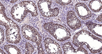 Ub-K48 Antibody in Immunohistochemistry (Paraffin) (IHC (P))