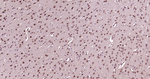 Ub-K48 Antibody in Immunohistochemistry (Paraffin) (IHC (P))