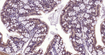 Ub-K48 Antibody in Immunohistochemistry (Paraffin) (IHC (P))