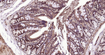 Ub-K48 Antibody in Immunohistochemistry (Paraffin) (IHC (P))