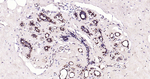 Ub-K48 Antibody in Immunohistochemistry (Paraffin) (IHC (P))