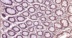 Ub-K48 Antibody in Immunohistochemistry (Paraffin) (IHC (P))
