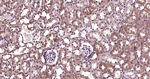 Ub-K48 Antibody in Immunohistochemistry (Paraffin) (IHC (P))