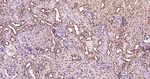 Ub-K48 Antibody in Immunohistochemistry (Paraffin) (IHC (P))