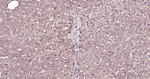 Ub-K48 Antibody in Immunohistochemistry (Paraffin) (IHC (P))