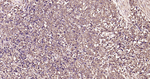 Ub-K63 Antibody in Immunohistochemistry (Paraffin) (IHC (P))