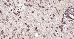 Ub-K63 Antibody in Immunohistochemistry (Paraffin) (IHC (P))