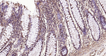 Ub-K63 Antibody in Immunohistochemistry (Paraffin) (IHC (P))