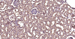 Ub-K63 Antibody in Immunohistochemistry (Paraffin) (IHC (P))