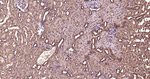 Ub-K63 Antibody in Immunohistochemistry (Paraffin) (IHC (P))
