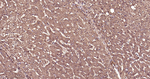 Ub-K63 Antibody in Immunohistochemistry (Paraffin) (IHC (P))