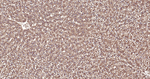 Ub-K63 Antibody in Immunohistochemistry (Paraffin) (IHC (P))