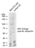 Ub-K63 Antibody in Western Blot (WB)