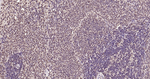 Ubiquitin (linkage specific K27) Antibody in Immunohistochemistry (Paraffin) (IHC (P))